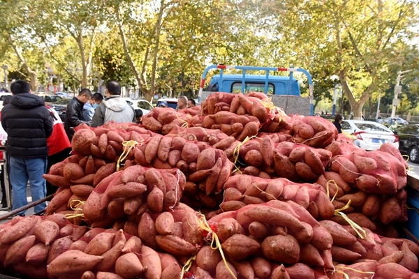 “淮小红”爱心蜜薯五年有约85