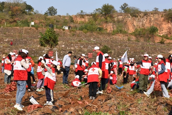 “淮小红”爱心蜜薯五年有约19