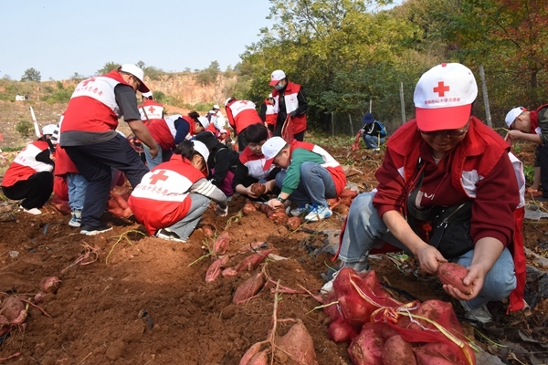 “淮小红”爱心蜜薯五年有约22