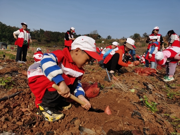 “淮小红”爱心蜜薯五年有约23