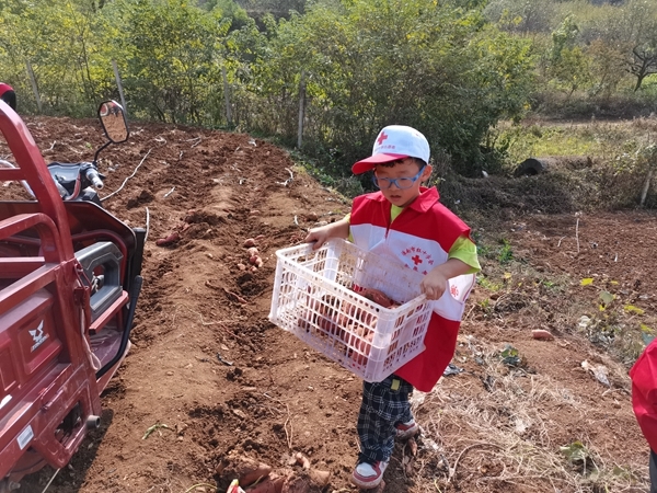 “淮小红”爱心蜜薯五年有约30