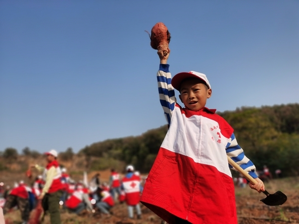 “淮小红”爱心蜜薯五年有约40