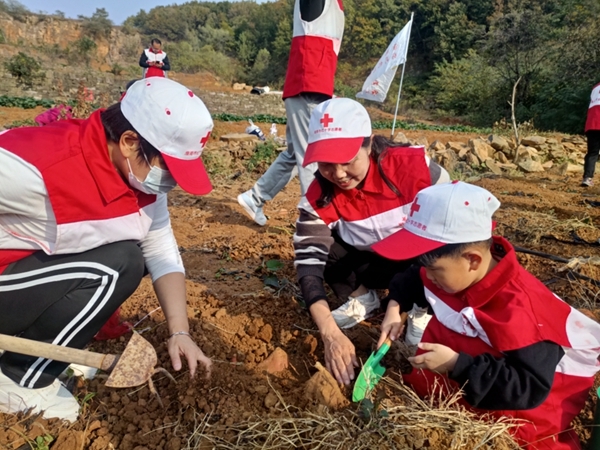 “淮小红”爱心蜜薯五年有约45