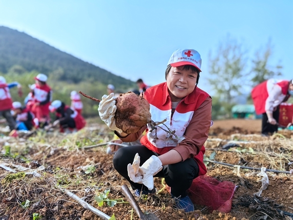 “淮小红”爱心蜜薯五年有约53