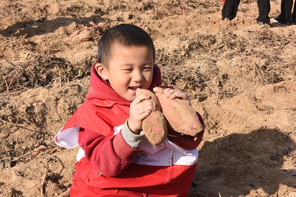 “淮小红”“爱心蜜薯”再掀热潮10