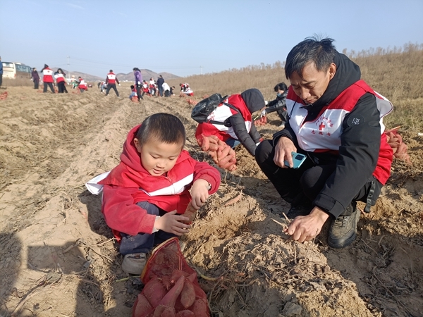 “淮小红”“爱心蜜薯”再掀热潮11