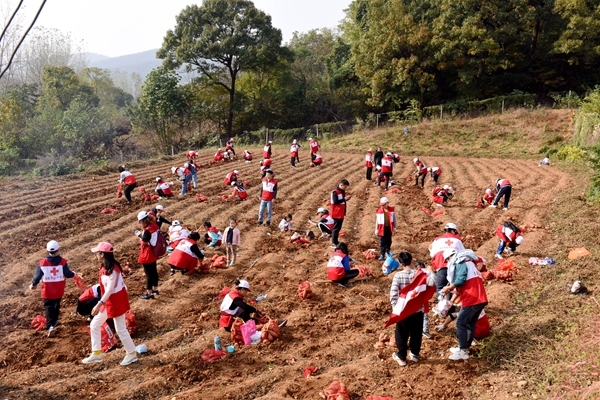 爱心蜜薯比蜜甜6