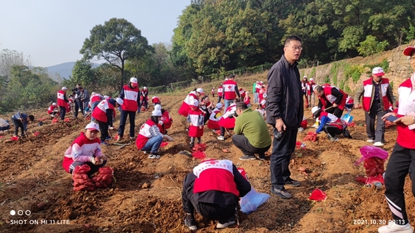 爱心蜜薯比蜜甜7