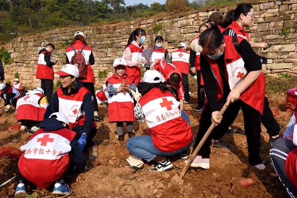 爱心蜜薯比蜜甜8