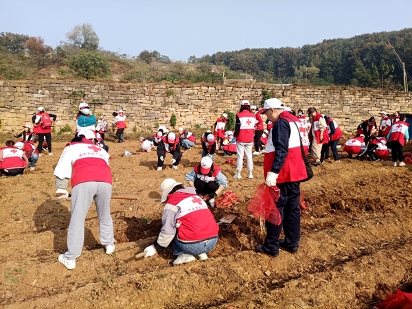 爱心蜜薯比蜜甜9