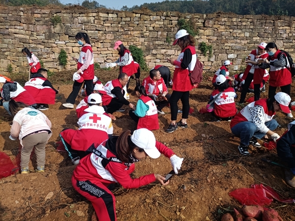 爱心蜜薯比蜜甜10