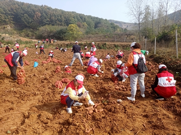 爱心蜜薯比蜜甜11