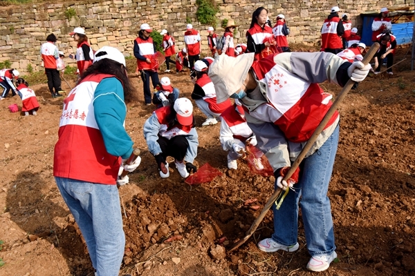 爱心蜜薯比蜜甜14