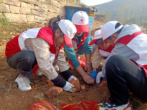 爱心蜜薯比蜜甜16