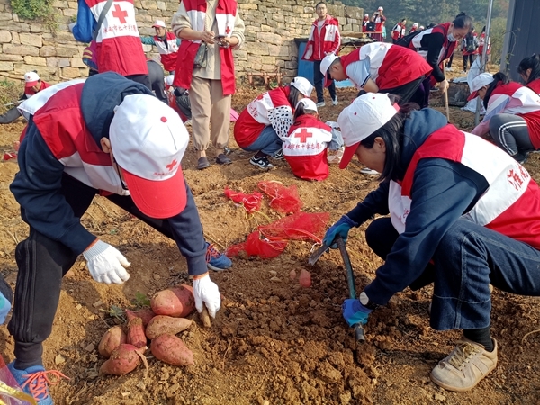 爱心蜜薯比蜜甜20
