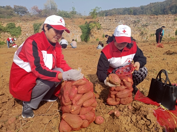 爱心蜜薯比蜜甜25