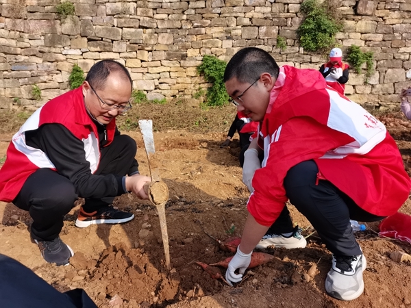 爱心蜜薯比蜜甜27