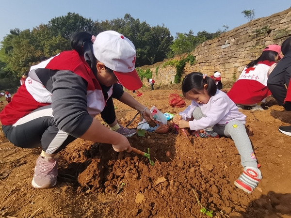 爱心蜜薯比蜜甜28