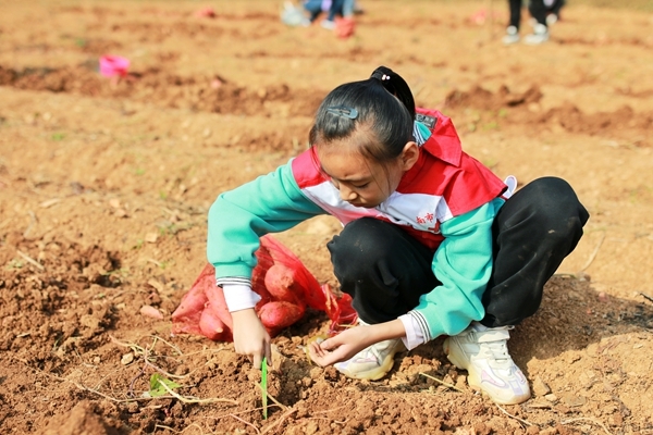 爱心蜜薯比蜜甜38