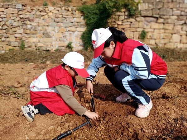 爱心蜜薯比蜜甜39