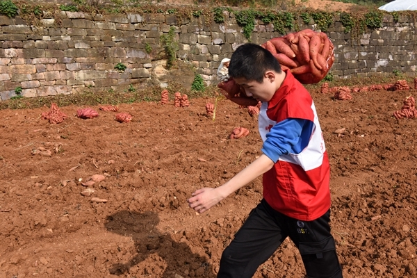 爱心蜜薯比蜜甜43