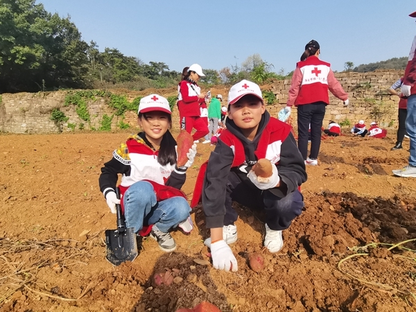 爱心蜜薯比蜜甜48