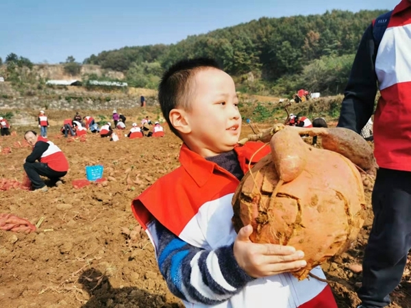 爱心蜜薯比蜜甜50